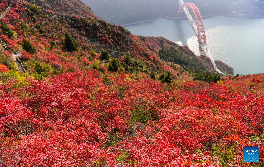 Red leaves dye mountains along Wuxia Gorge in SW China's Chongqing