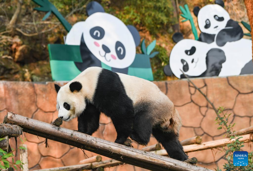 Locajoy animal theme park in Chongqing holds celebration for four giant pandas