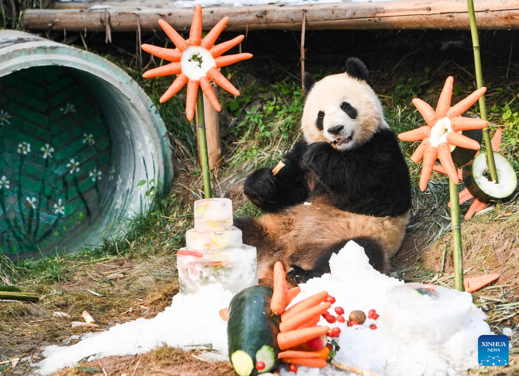 Locajoy animal theme park in Chongqing holds celebration for four giant pandas