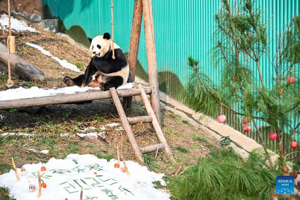 Locajoy animal theme park in Chongqing holds celebration for four giant pandas