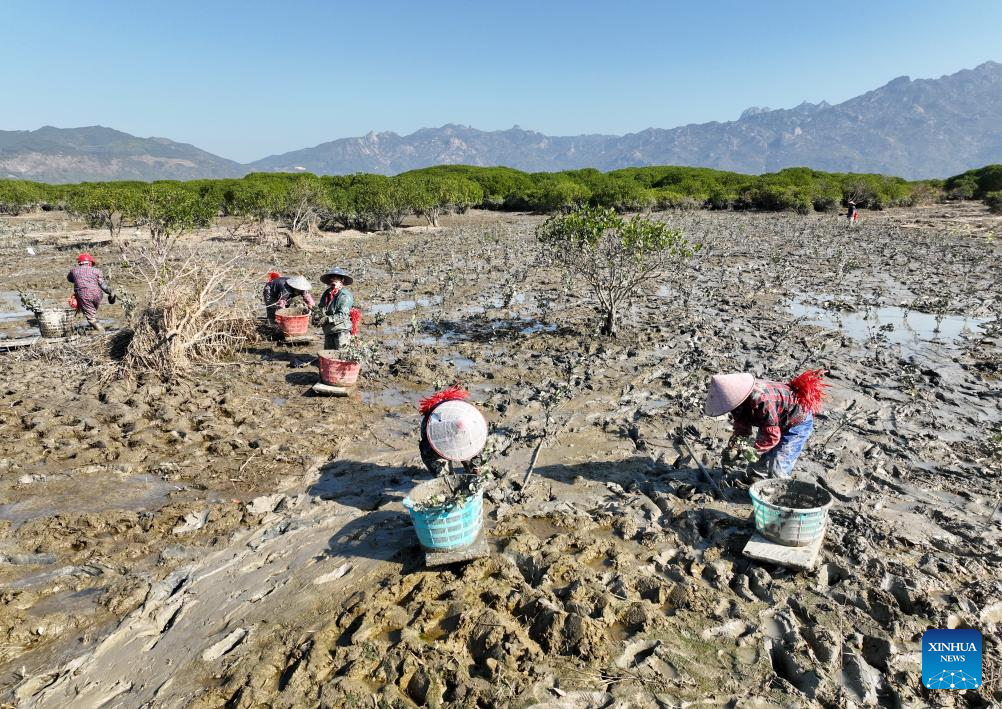 View of Zhangjiangkou National Mangrove Nature Reserve in Fujian