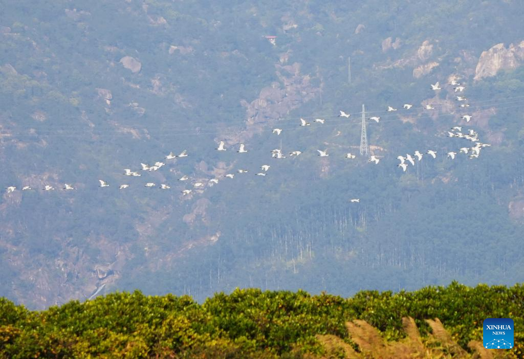 View of Zhangjiangkou National Mangrove Nature Reserve in Fujian