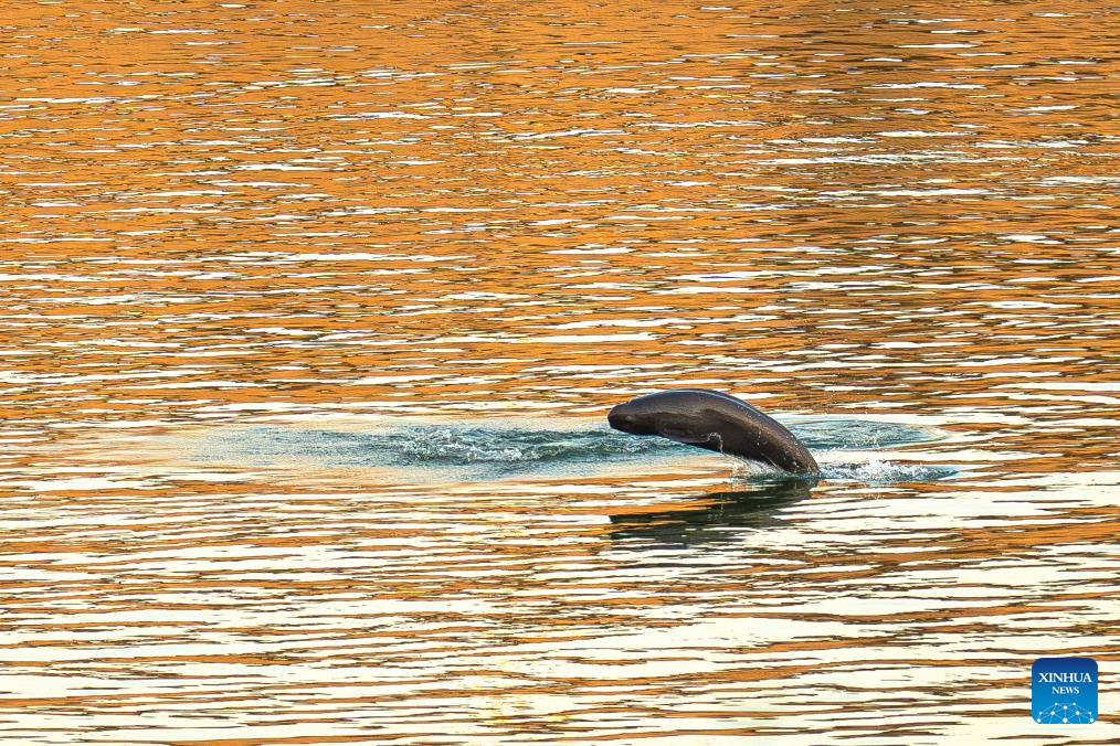 Population of Yangtze finless porpoises increases as ecological restoration efforts implemented