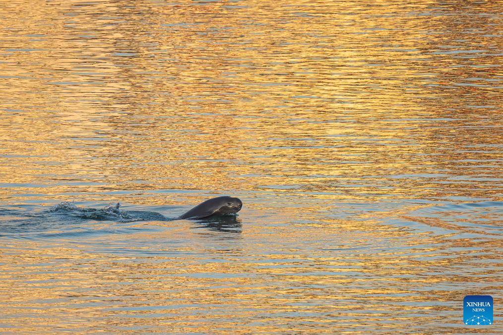 Population of Yangtze finless porpoises increases as ecological restoration efforts implemented