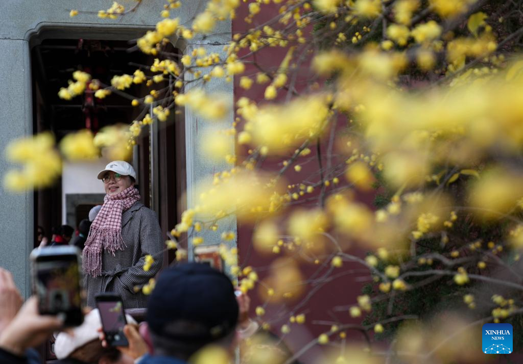 Wintersweet flowers attract visitors at temple in Hangzhou