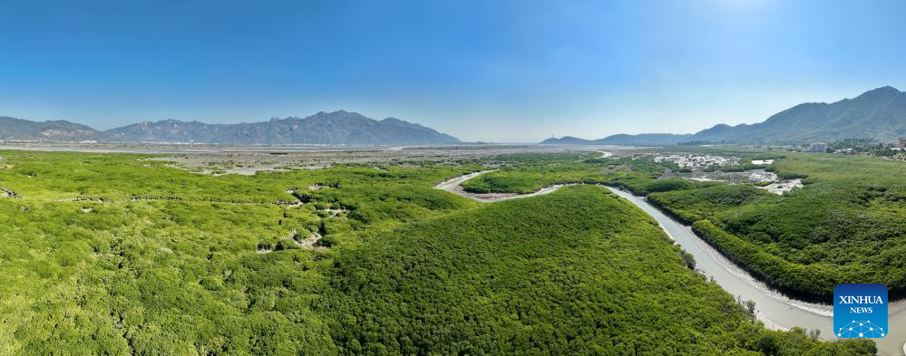 View of Zhangjiangkou National Mangrove Nature Reserve in Fujian