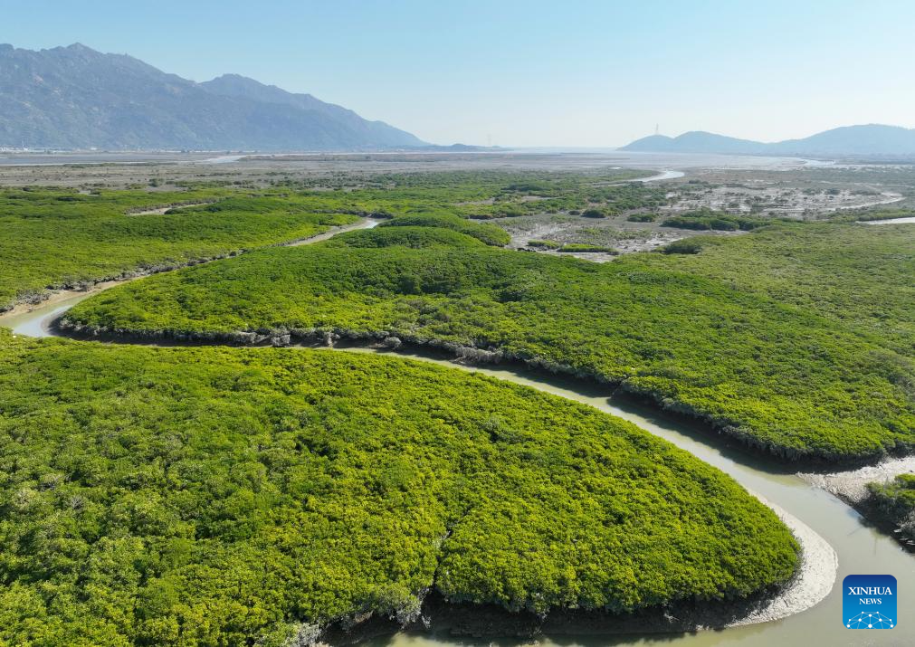 View of Zhangjiangkou National Mangrove Nature Reserve in Fujian