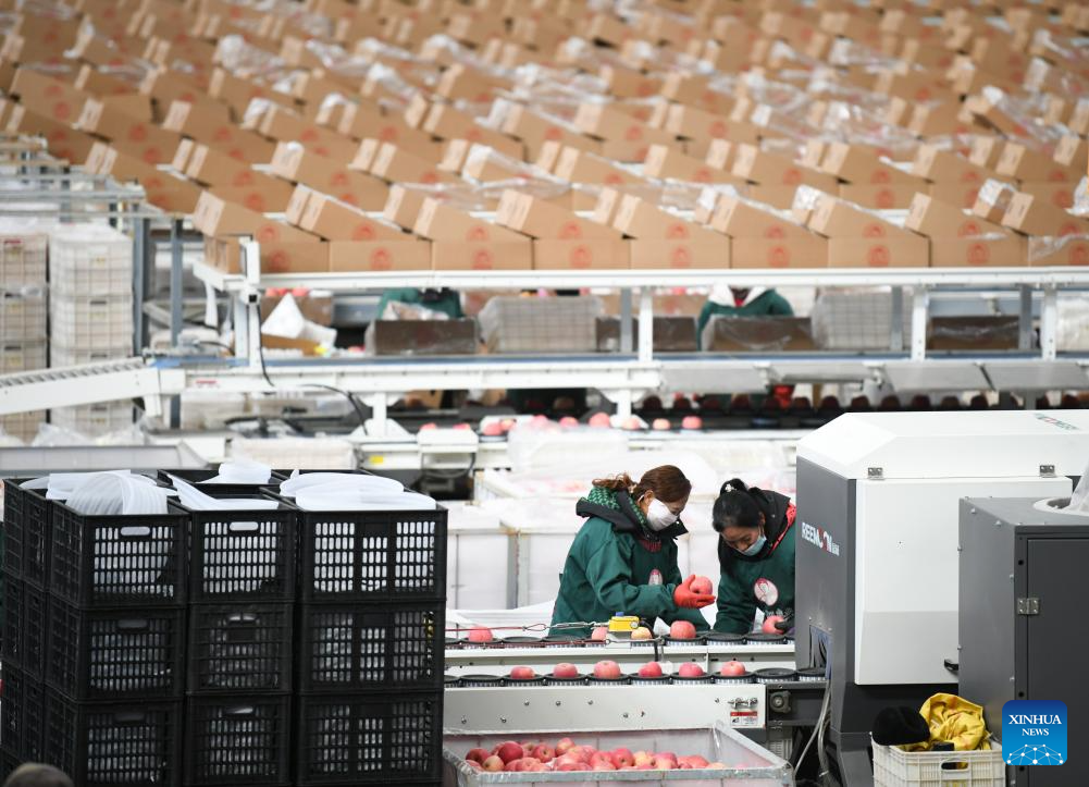 Luochuan County in NW China witnesses peak season of apple sales