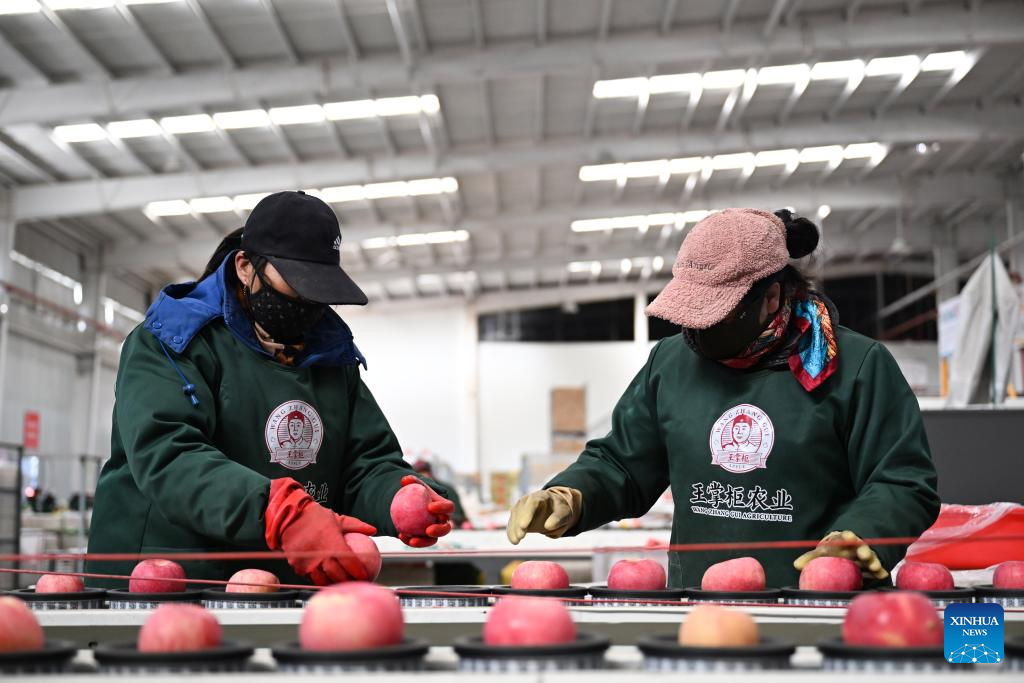 Luochuan County in NW China witnesses peak season of apple sales