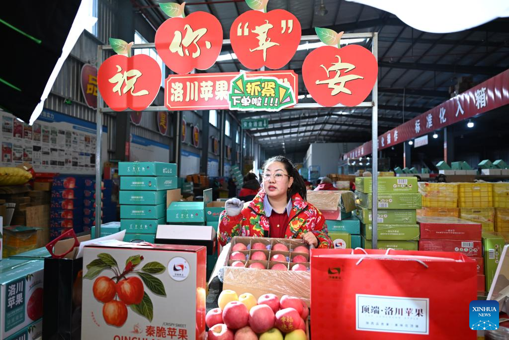 Luochuan County in NW China witnesses peak season of apple sales