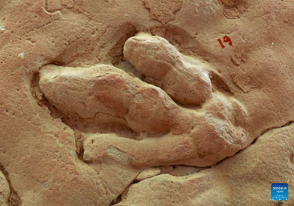 Across China: NW China dinosaur tracks reveal Cretaceous behaviors