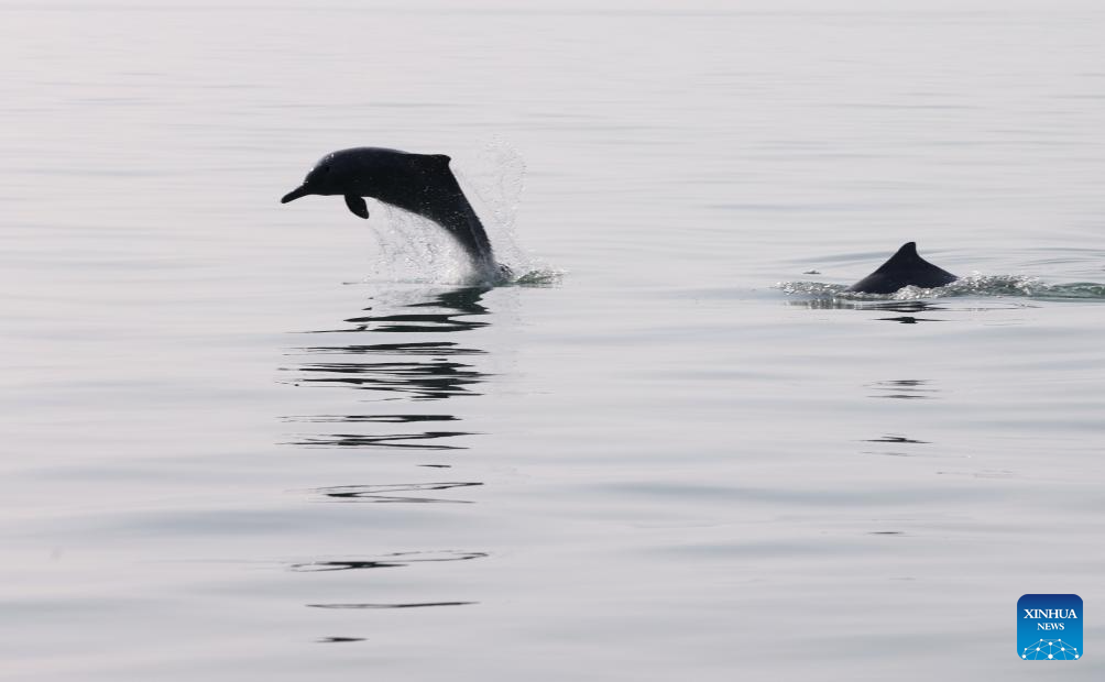 Guangxi's Sanniang Bay, hometown of Chinese white dolphins