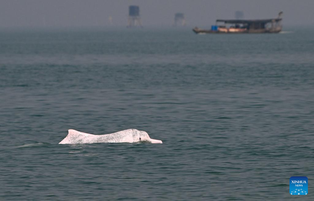 Guangxi's Sanniang Bay, hometown of Chinese white dolphins