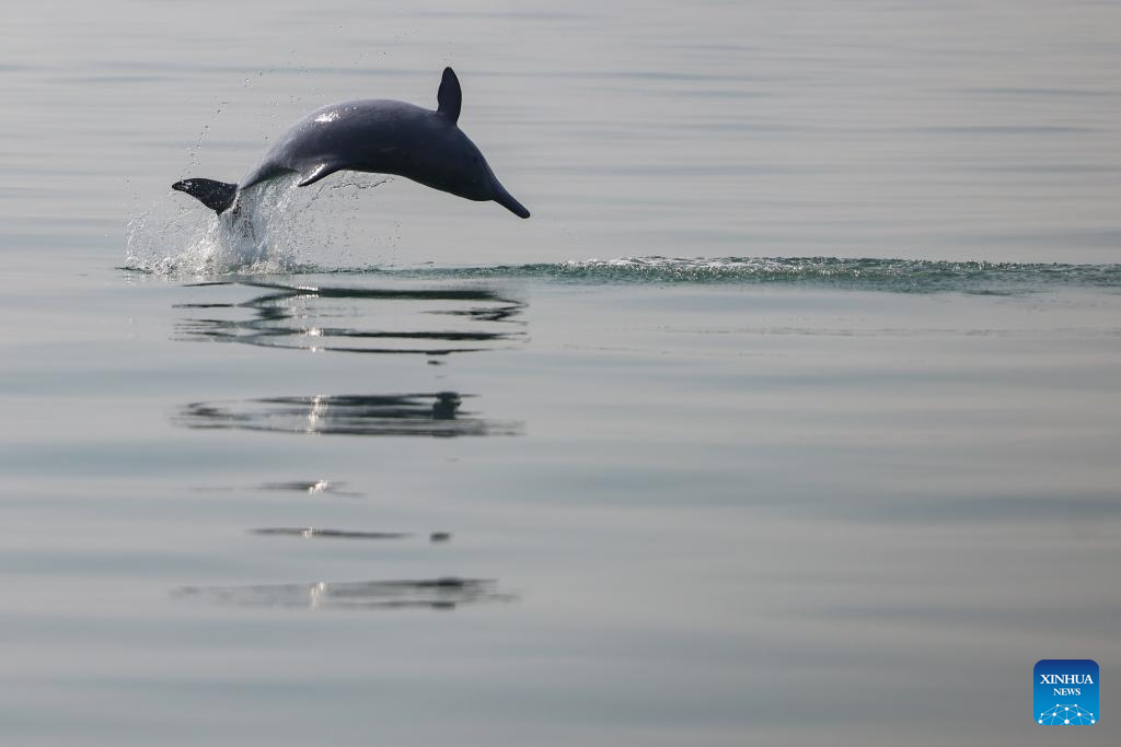 Guangxi's Sanniang Bay, hometown of Chinese white dolphins