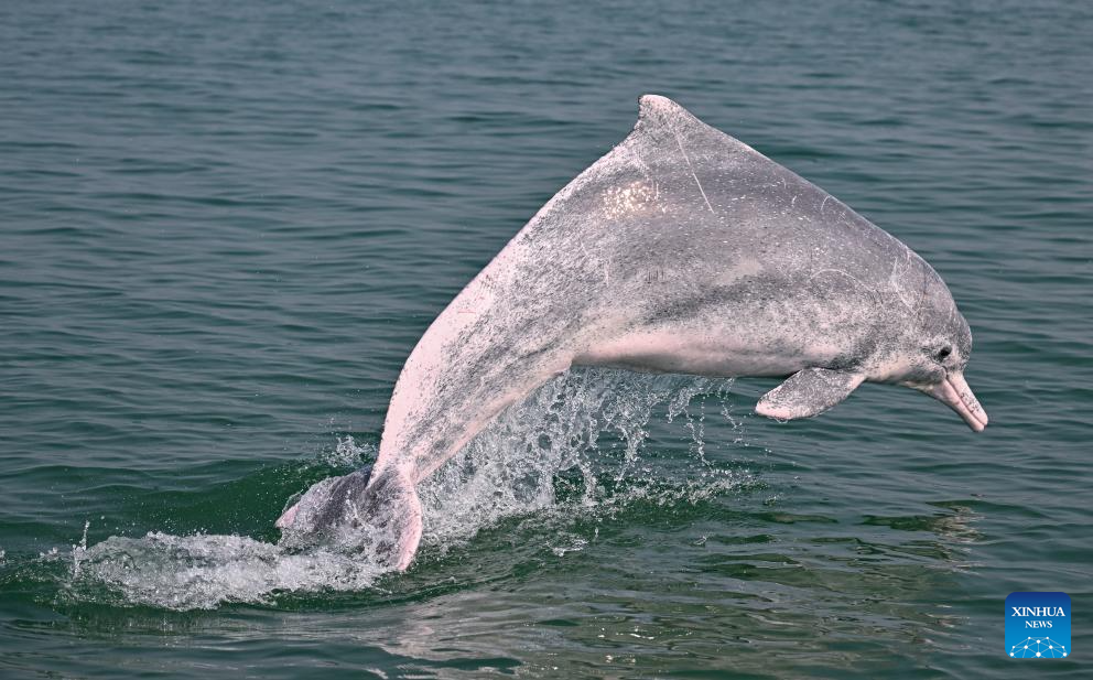 Guangxi's Sanniang Bay, hometown of Chinese white dolphins