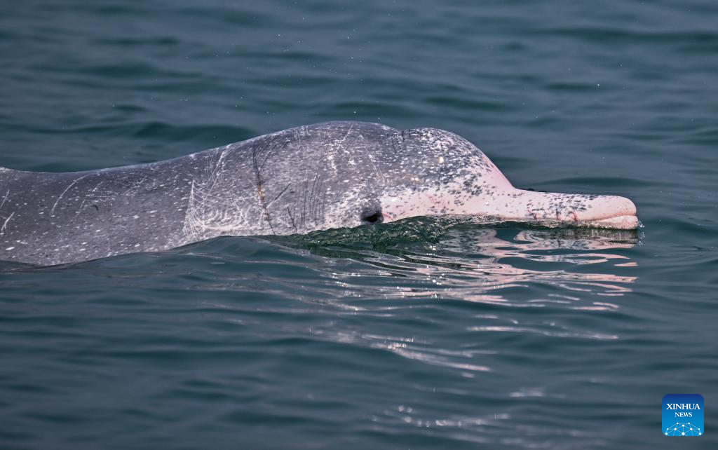 Guangxi's Sanniang Bay, hometown of Chinese white dolphins