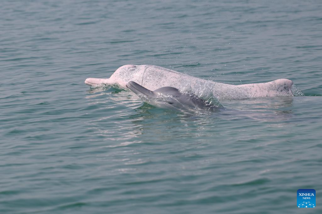 Guangxi's Sanniang Bay, hometown of Chinese white dolphins