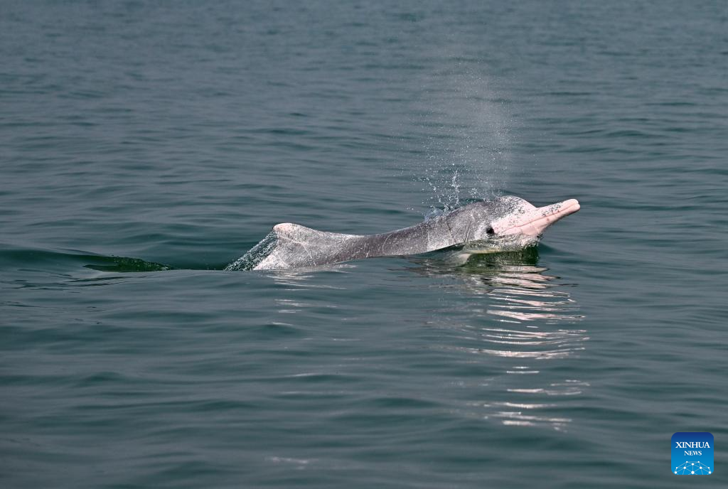 Guangxi's Sanniang Bay, hometown of Chinese white dolphins