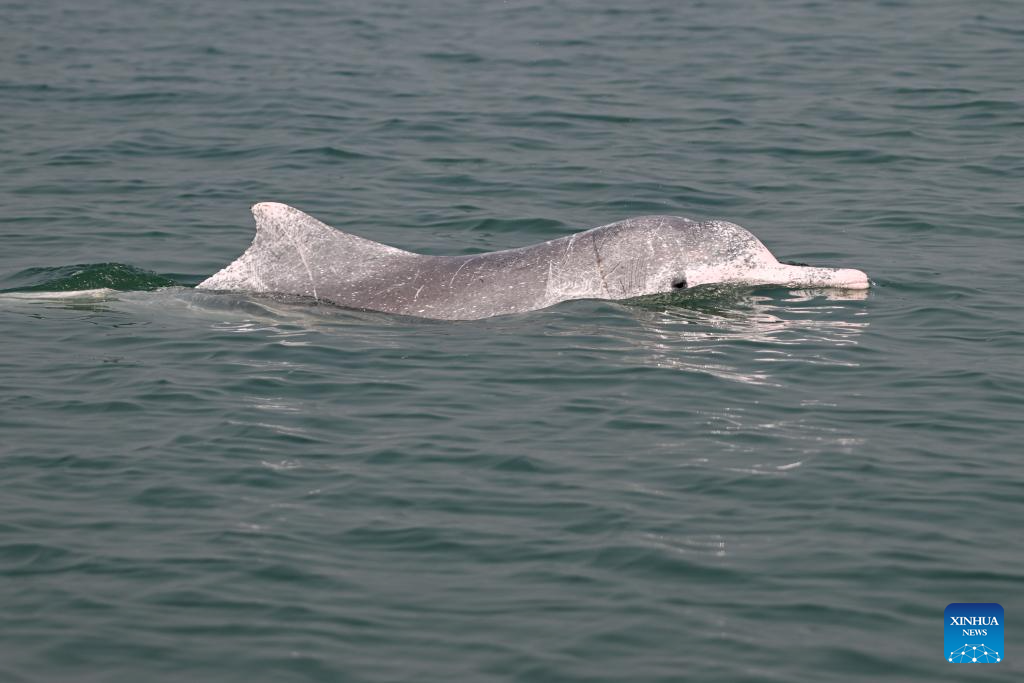 Guangxi's Sanniang Bay, hometown of Chinese white dolphins