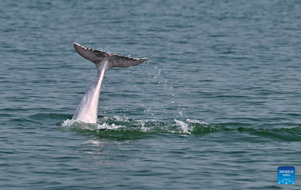 Guangxi's Sanniang Bay, hometown of Chinese white dolphins