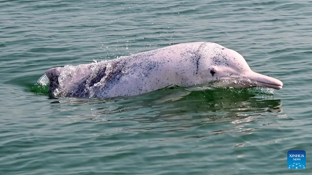 Guangxi's Sanniang Bay, hometown of Chinese white dolphins