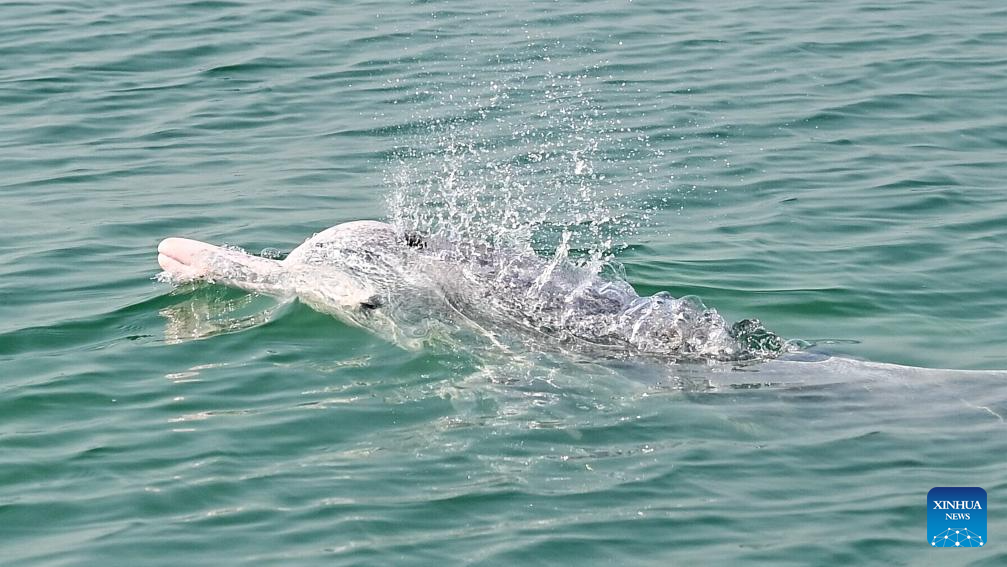 Guangxi's Sanniang Bay, hometown of Chinese white dolphins