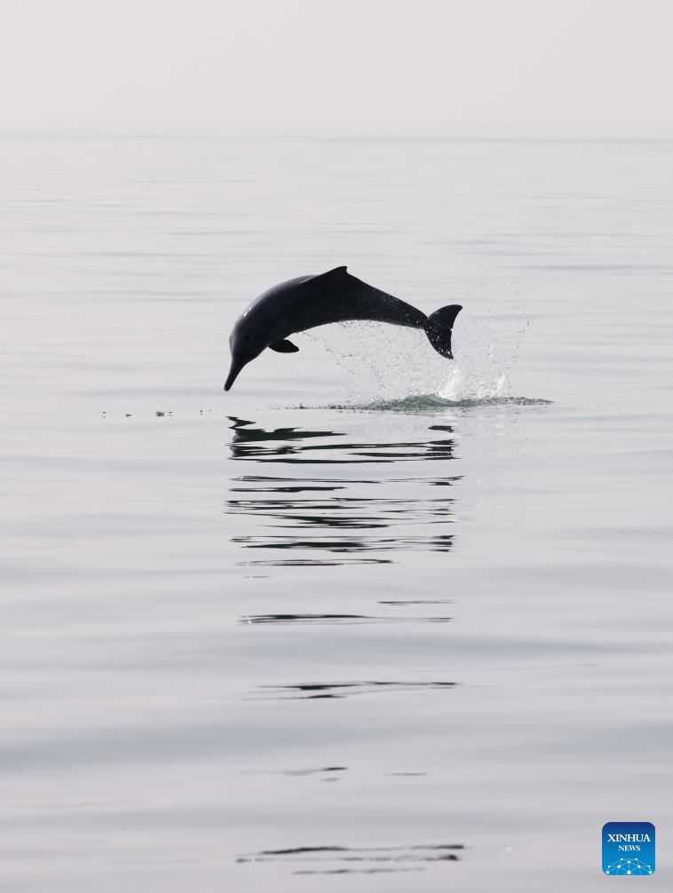 Guangxi's Sanniang Bay, hometown of Chinese white dolphins