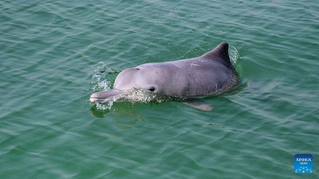 Guangxi's Sanniang Bay, hometown of Chinese white dolphins