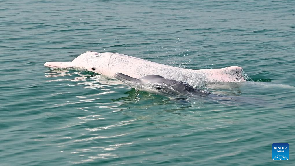 Guangxi's Sanniang Bay, hometown of Chinese white dolphins