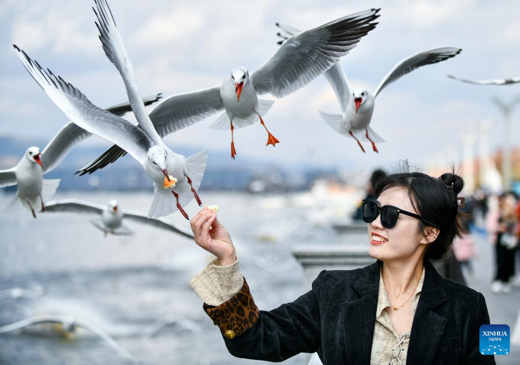 Kunming enters best season to observe black-headed gulls