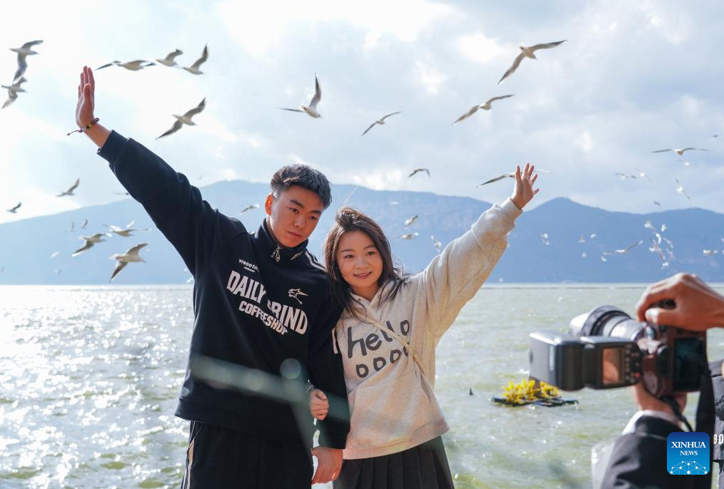 Kunming enters best season to observe black-headed gulls