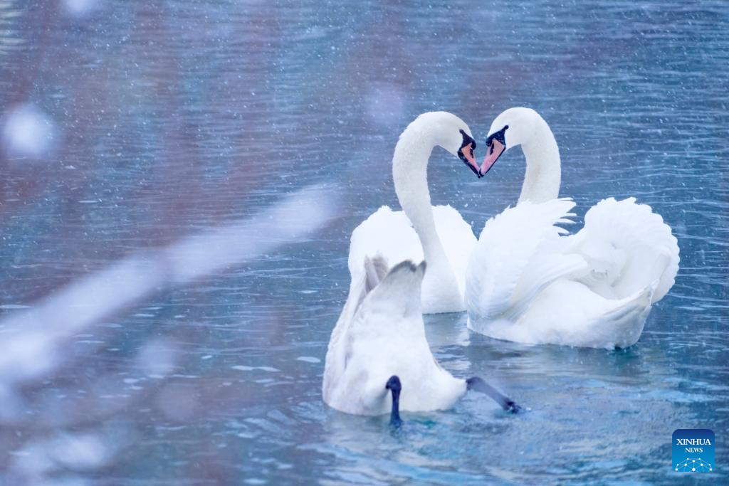 In pics: Swan Spring Wetland Park in Yining County, China's Xinjiang