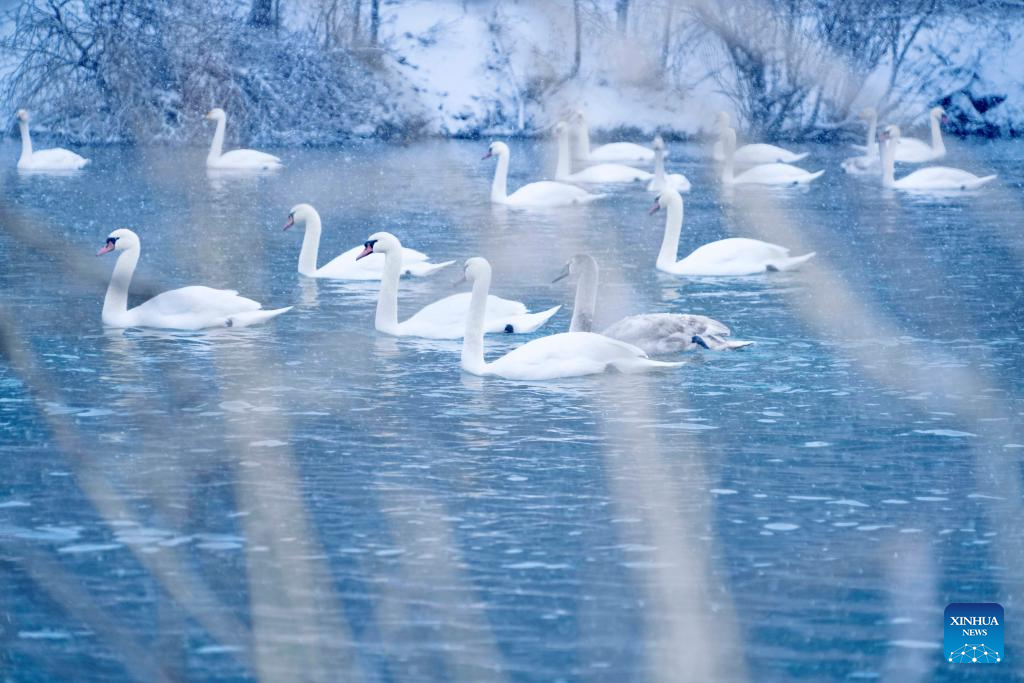 In pics: Swan Spring Wetland Park in Yining County, China's Xinjiang