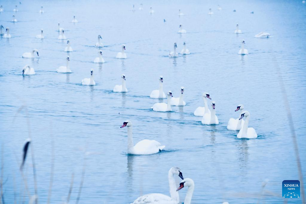 In pics: Swan Spring Wetland Park in Yining County, China's Xinjiang