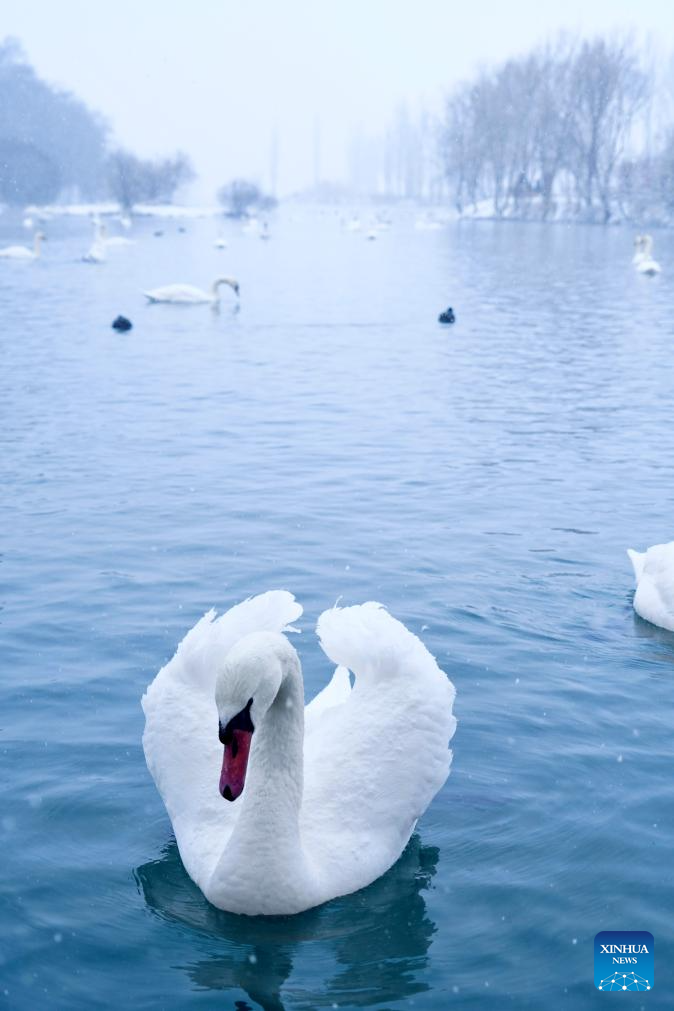 In pics: Swan Spring Wetland Park in Yining County, China's Xinjiang