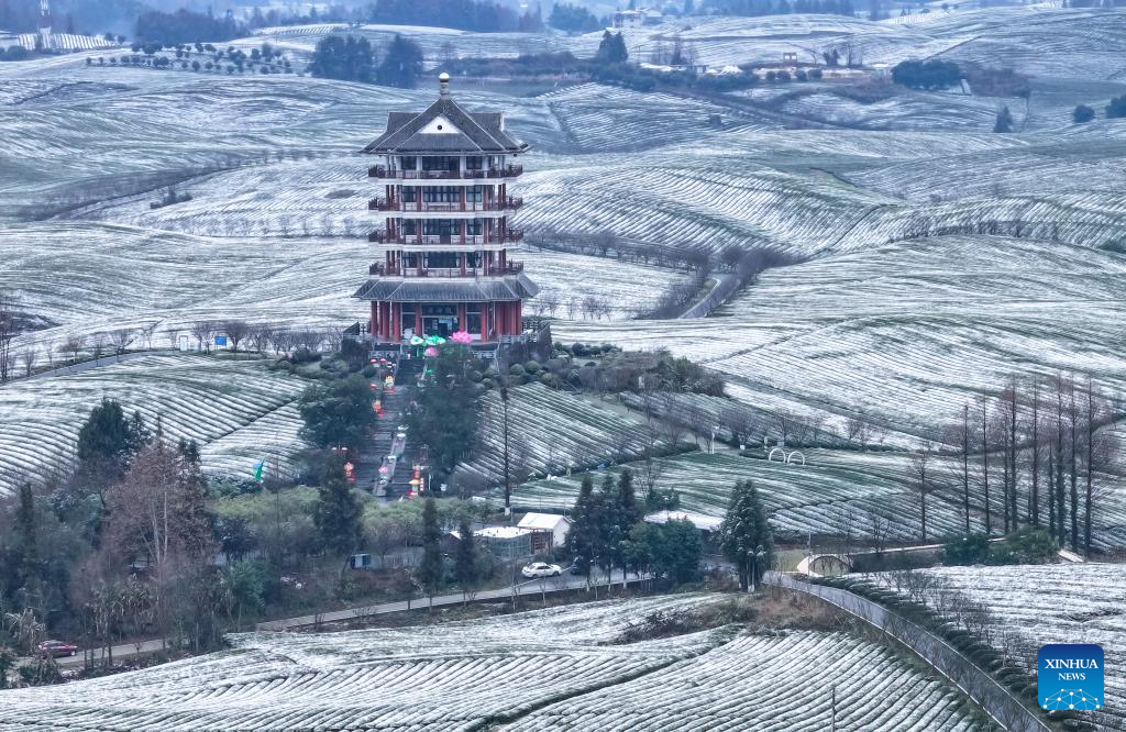 Scenery of snow-covered tea plantations in Zunyi, China's Guizhou