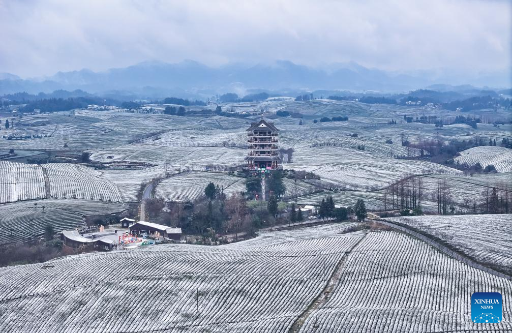 Scenery of snow-covered tea plantations in Zunyi, China's Guizhou