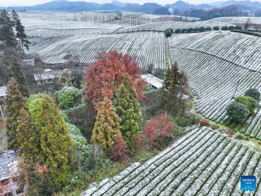 Scenery of snow-covered tea plantations in Zunyi, China's Guizhou