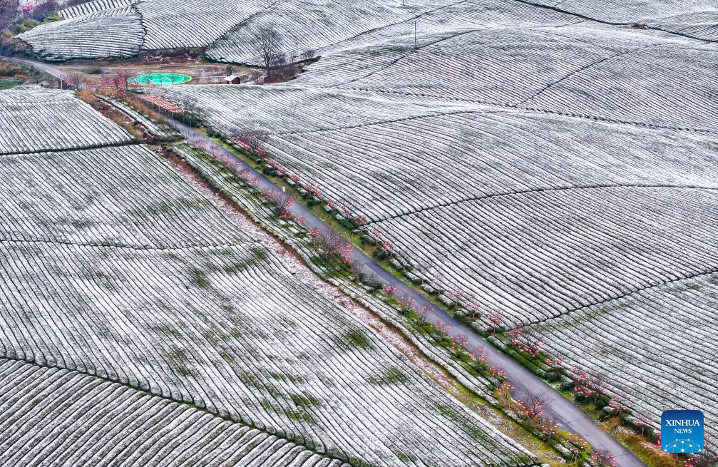 Scenery of snow-covered tea plantations in Zunyi, China's Guizhou