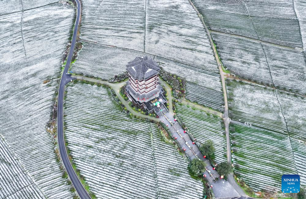 Scenery of snow-covered tea plantations in Zunyi, China's Guizhou