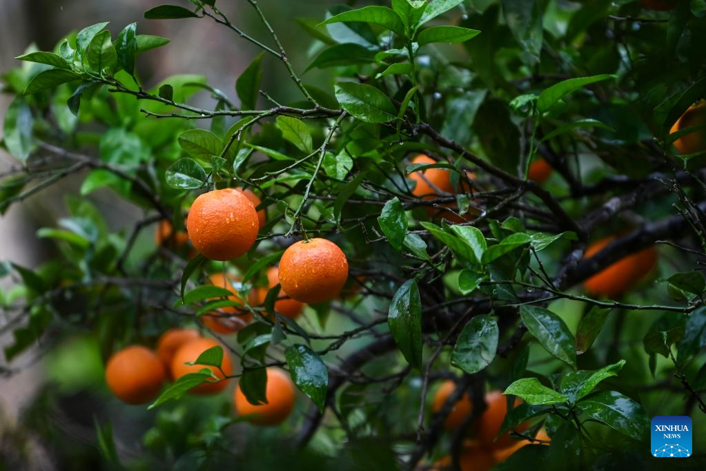 Annual citrus festival held in Attard, Malta