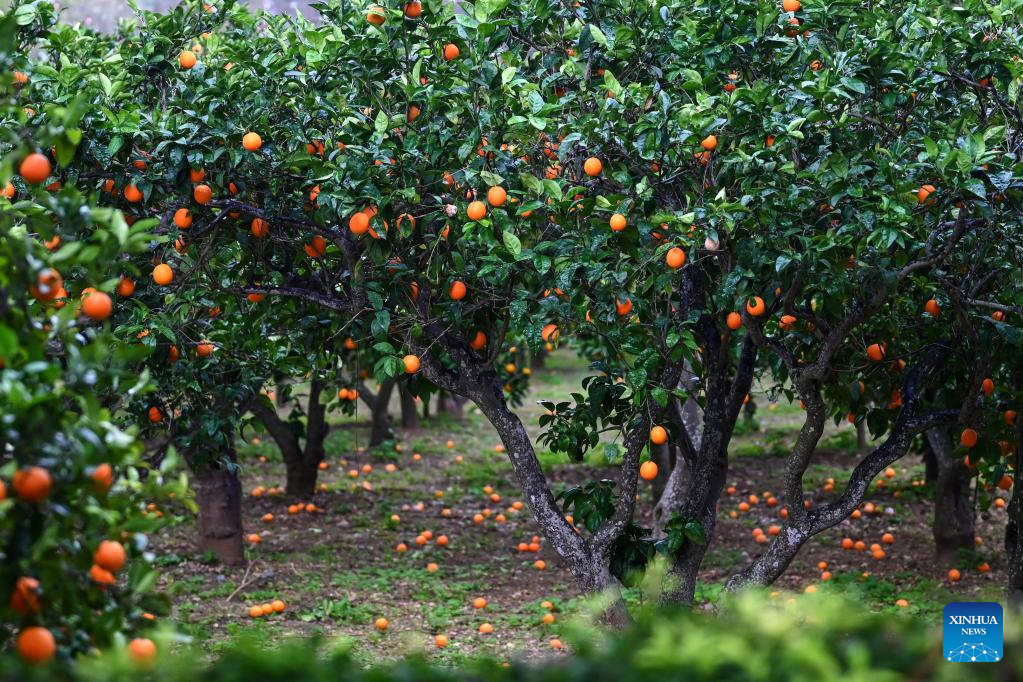 Annual citrus festival held in Attard, Malta