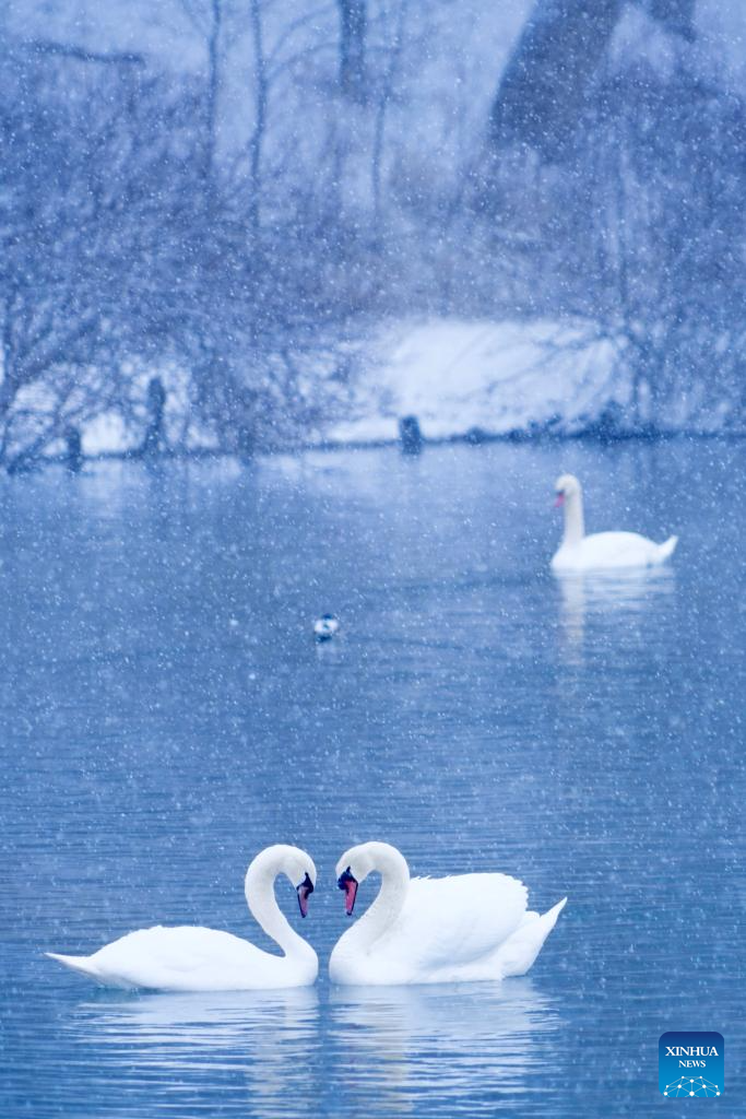 In pics: Swan Spring Wetland Park in Yining County, China's Xinjiang