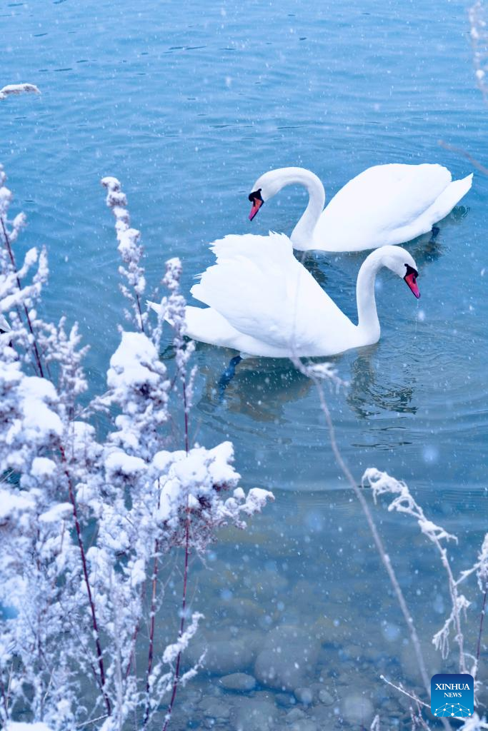 In pics: Swan Spring Wetland Park in Yining County, China's Xinjiang