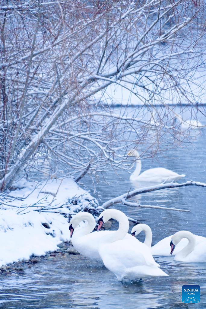 In pics: Swan Spring Wetland Park in Yining County, China's Xinjiang