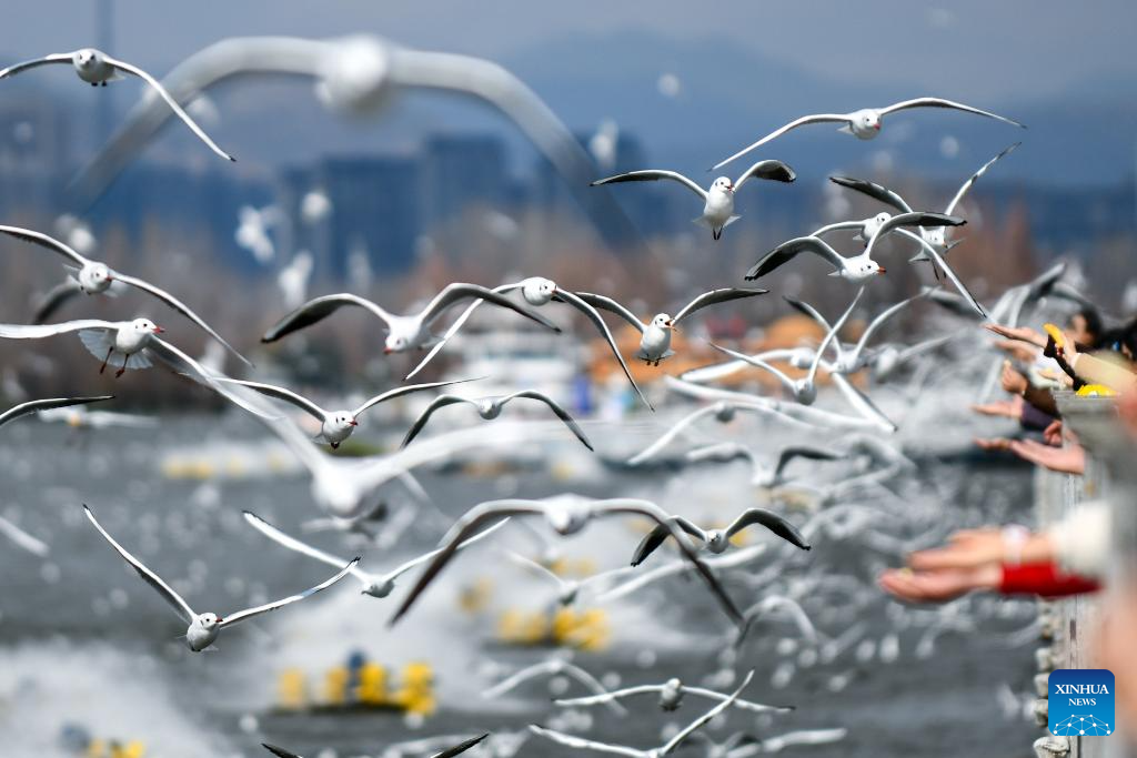 Kunming enters best season to observe black-headed gulls