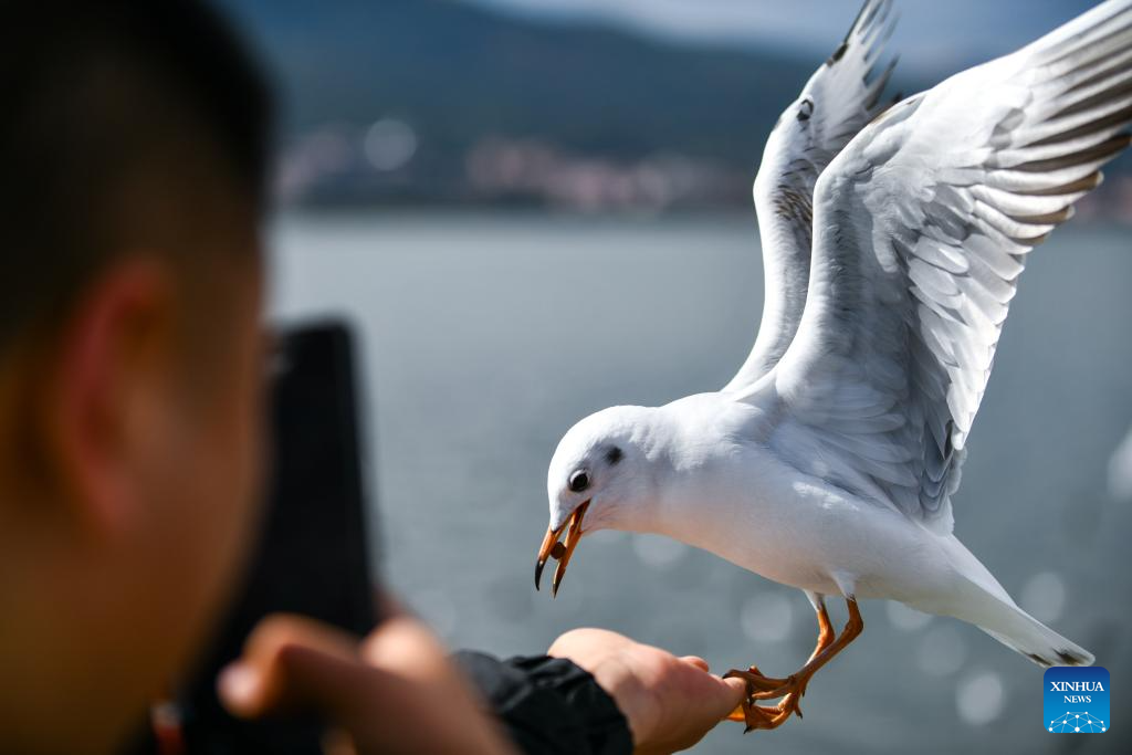 Kunming enters best season to observe black-headed gulls