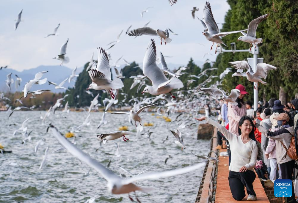 Kunming enters best season to observe black-headed gulls