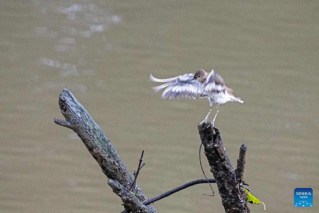 Tourists visit Singapore's Sungei Buloh Wetland Reserve