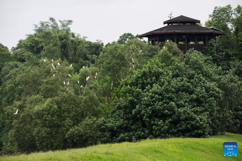 Tourists visit Singapore's Sungei Buloh Wetland Reserve